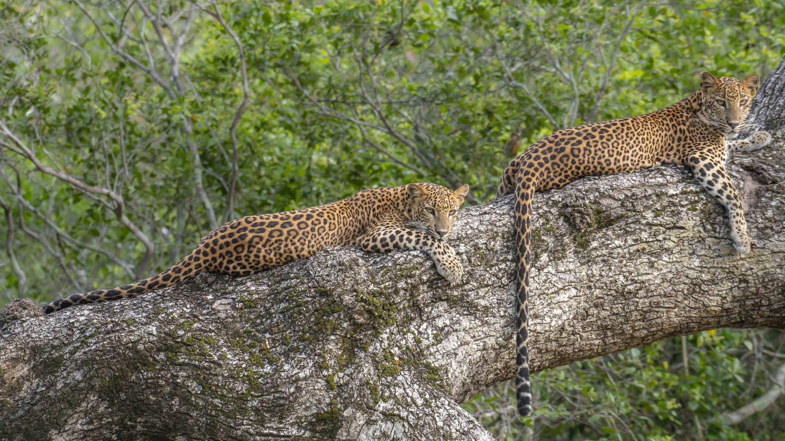 Two leopards resting on a tree trunk in Yala National Park, Sri Lanka during a wildlife safari