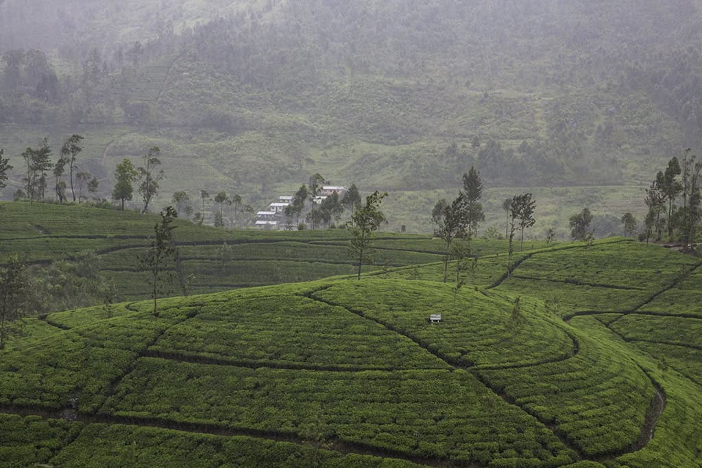 Lush green tea plantations in the upcountry hills of Sri Lanka