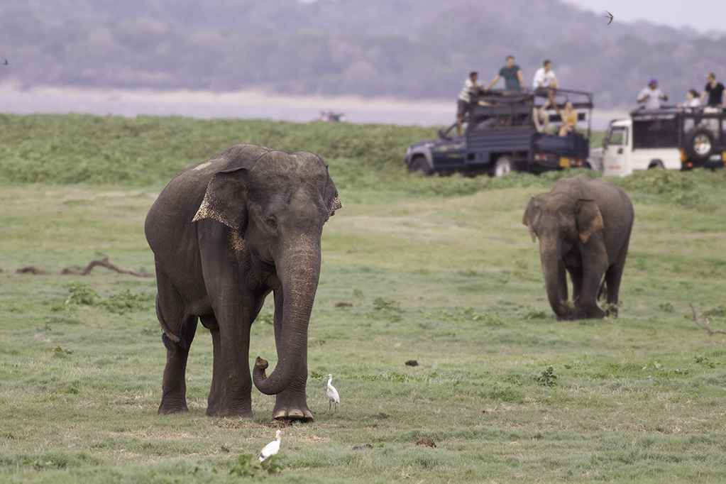 Elephants relaxing in Minneriya National Park with tourists observing in the background, Sri Lanka