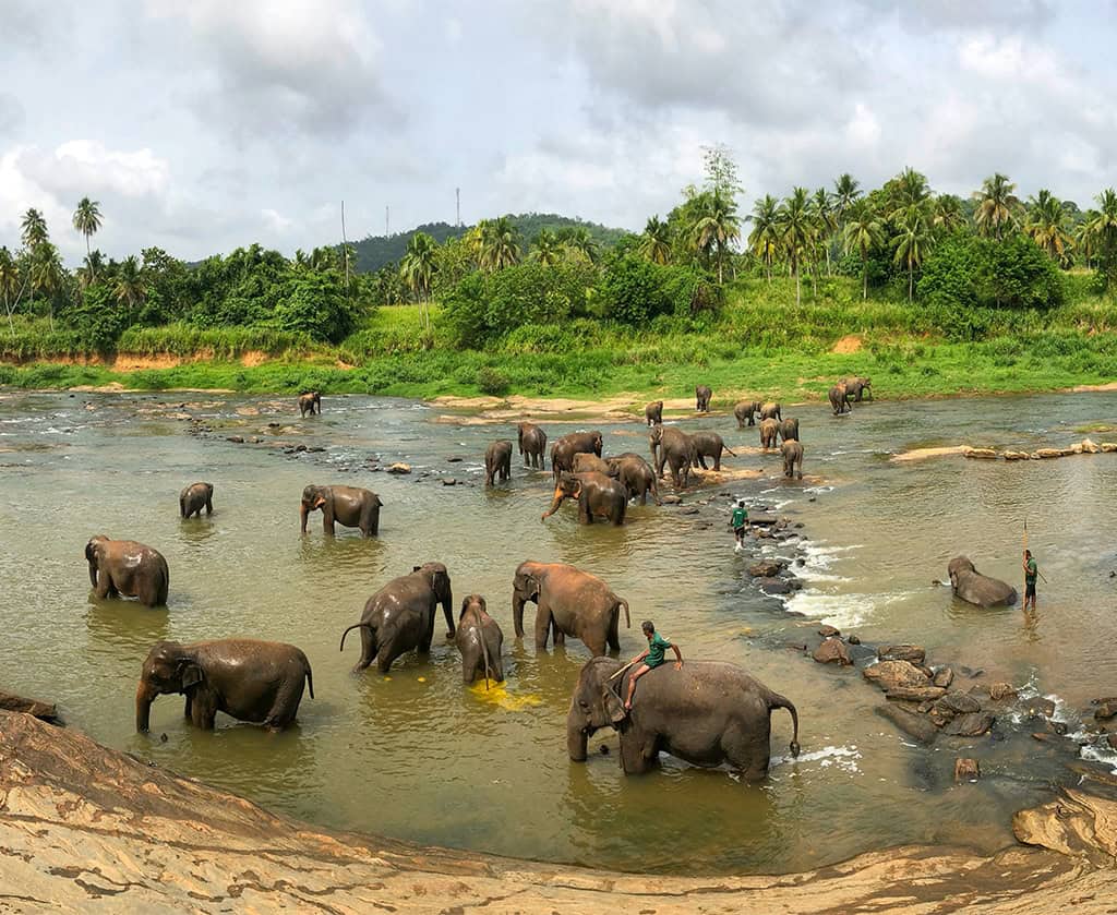 Elephants bathing in the river at Pinnawala Elephant Orphanage, Sri Lanka
